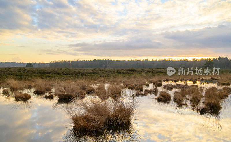 冬天黄昏时分，在Veluwe, Renderklippen沼地上的湖